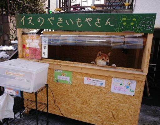 Il cane venditore di patate dolci a Sapporo City Giappone: Ken Kun il cane che gestisce una bancarella