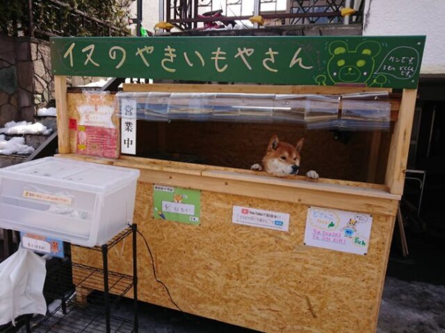 Giappone: Ken Kun il cane che gestisce una bancarella