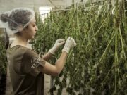 Cannabis light: l’emendamento che dice si alla vendita Foto che descrive cannabis light vendita legale