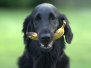 8 cibi naturali nella dieta del tuo cane