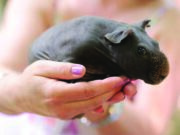 I maialini magri che sembrano piccoli ippopotami maialini-magri-guinea