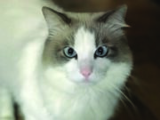 Perché i gatti amano le scatole di cartone? perchè-i-gatti-amano-le-scatole-di-cartone-festa-del-gatto