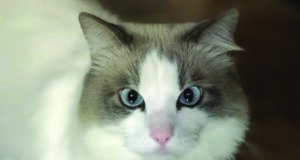 perchè-i-gatti-amano-le-scatole-di-cartone-festa-del-gatto
