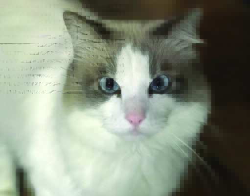 Perché i gatti amano le scatole di cartone? perchè-i-gatti-amano-le-scatole-di-cartone-festa-del-gatto