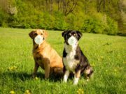 Vaccinare gli animali contro il Covid-19 è davvero necessario? vaccinare-gli-animali-covid-19