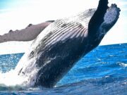 Pescatore thailandese trova blocco di vomito: vale un milione di euro pescatore-thailandese-ambra-grigia