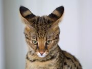 I gatti più costosi del mondo i-gatti-più-costosi-del-mondo