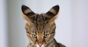 i-gatti-più-costosi-del-mondo
