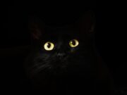 I gatti possono contrarre il Covid? i-gatti-possono-contrarre-il-covid?