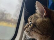 Il gatto Stepan è scappato dall’Ucraina stepan-il-gatto-foto-instagram
