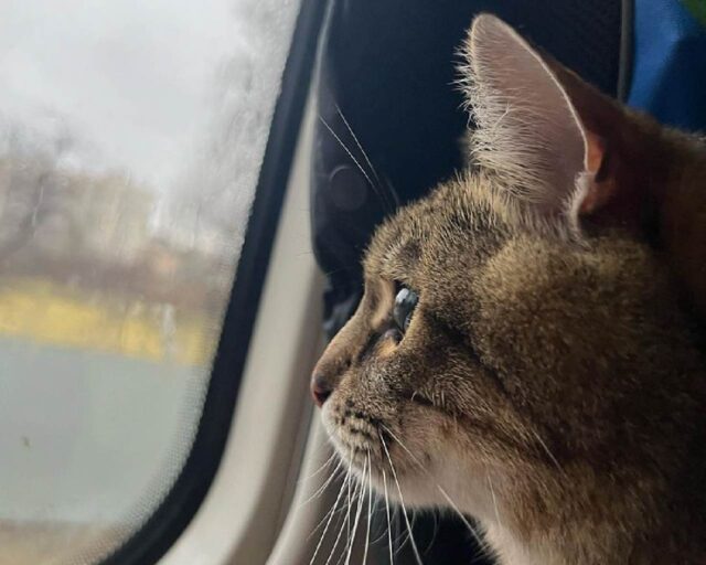 Stepan The Cat stepan-il-gatto-foto-instagram