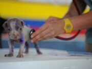 Il primo ospedale veterinario gratuito d’Italia Il-primo-ospedale-veterinario-gratuito-ditalia-roma