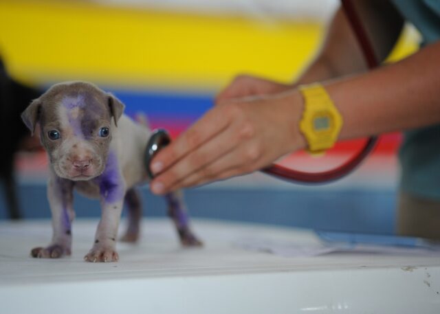 dog-ge802a1cd8_1920 Il-primo-ospedale-veterinario-gratuito-ditalia-roma