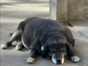 Cane punto di riferimento locale su Google Maps Cane-punto-di riferimento-locale-su Google-Maps