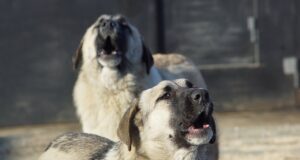 Perché-il-cane-ulula quando-sente-una- sirena-le-ragioni
