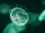 La medusa Benjamin Button: perché si chiama così? medusa-benjami-button-perchè-si-chiama-così