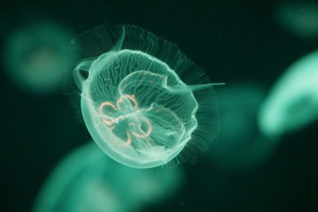 jellyfish-g1ac934ce8_1280 medusa-benjami-button-perchè-si-chiama-così