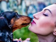11 curiosità sui Bassotti curiosità-sui-bassotti
