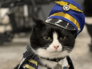 Il gatto che lavora in aeroporto il-gatto-che-lavora-in-aeroporto