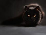 Il gatto nero porta sfortuna: come nasce questa convinzione? il-gatto-nero-porta-sfortuna-come-nasce-la-convinzione