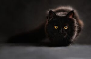 Il gatto nero porta sfortuna: come nasce questa convinzione? il-gatto-nero-porta-sfortuna-come-nasce-la-convinzione