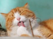Perché i gatti rispondono al nostro “Pspsps”? Perchè-i-gatti-rispondono-al-nostro-pspsps