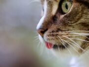 Perché i gatti amano l’odore della candeggina? Perchè-i-gatti-amano-l'odore-della-candeggina-spiegazione