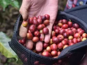 Il caffè più costoso del mondo proviene dalla “popò” di un animale il-caffè-più-costoso-del-mondo