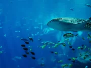 Scoperta una nuova specie di squalo nuova-specie-di-squalo-martello