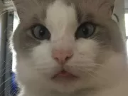 Blep: perché i gatti tirano fuori la lingua blep-gatto-lingua-fuori