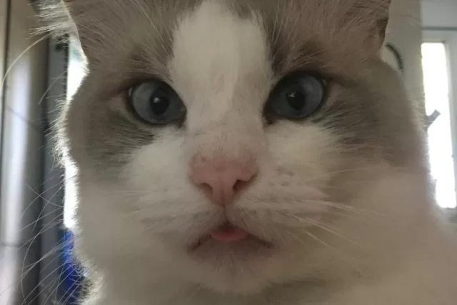 blep-gatto-lingua-fuori
