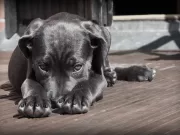La musica ha un effetto rilassante sui cani? musica-per-i-cani