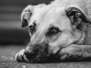 Maltrattamento animali: pene più severe, approvata la nuova legge maltrattamento-animali-nuove-pene.per-chi-si-macchia-di-questo-reato