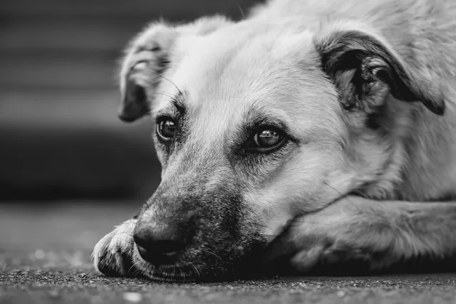 dog-9534362_1280 maltrattamento-animali-nuove-pene.per-chi-si-macchia-di-questo-reato