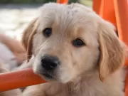 Giornata mondiale del cane: 4 zampe, 1 cuore e infinito amore giornata-mondiale-del-cane