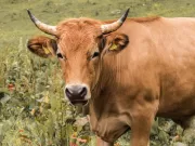 Perché si dice “mettere le corna”? perchè-si-dice-mettere-le-corna