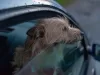 Trasporto dei cani in auto: tutto quello che devi sapere per evitare le multe trasporto-dei-cani-in-auto