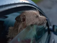 Trasporto dei cani in auto: tutto quello che devi sapere per evitare le multe trasporto-dei-cani-in-auto