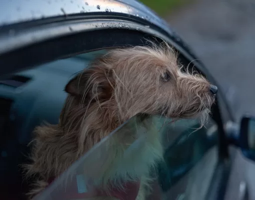 Trasporto dei cani in auto: tutto quello che devi sapere per evitare le multe trasporto-dei-cani-in-auto