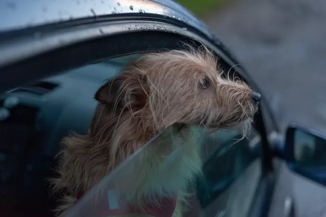 25569548-dog-in-a-car-7225959_1280 trasporto-dei-cani-in-auto