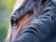 Addio alle bistecche di equino: l’Italia corre verso il divieto carne di cavallo? divieto-carne-di-cavallo