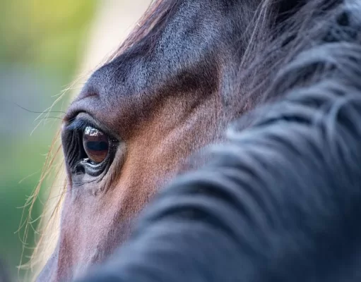 Addio alle bistecche di equino: l’Italia corre verso il divieto carne di cavallo? divieto-carne-di-cavallo
