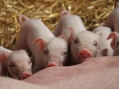 Maialetti e cinismo social: la vita e la morte dell’animale in un macabro modo di fare content cinismo-social-ironia-uccisione-animali