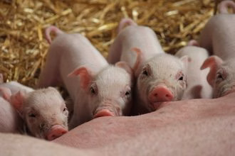 Maialetti e cinismo social: la vita e la morte dell’animale in un macabro modo di fare content cinismo-social-ironia-uccisione-animali