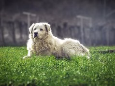 Cane ucciso a Olbia: l’arroganza di chi spara per abitudine e la fine inaccettabile di Zeus cane-ucciso-a-olbia